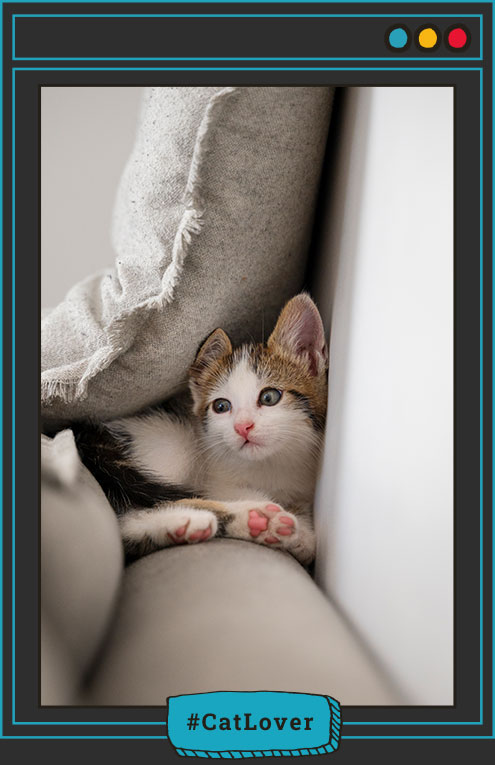 ¿cómo entrenar a un gato para que no rasguñe?
